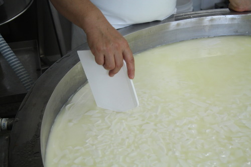 유레카 모짜렐라 치즈 만들기